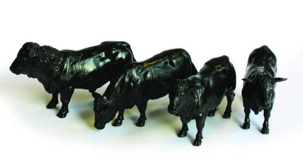Britains Aberdeen Angus vee
